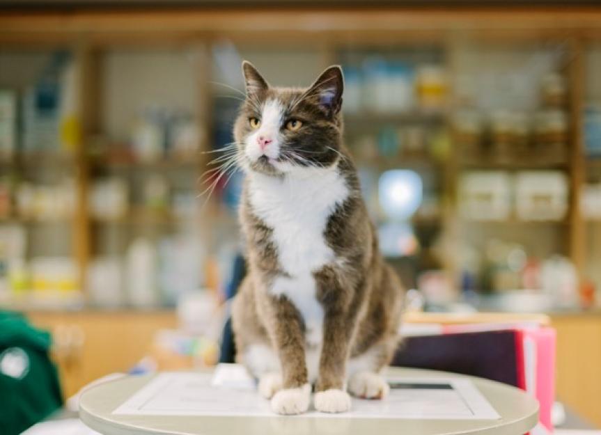 Bladder Stones and Crystals in Cat Urine PetMD